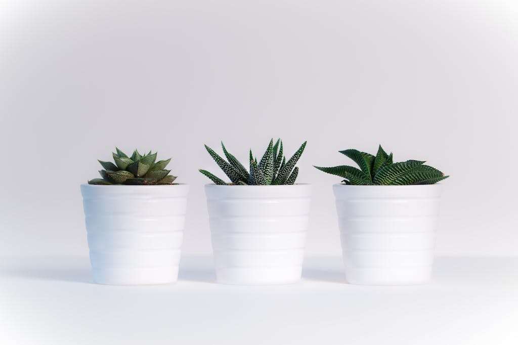 Three Green Assorted Plants in White Ceramic Pots
